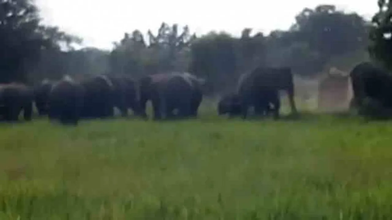 Jumbo menace: Padampur farmers continue to suffer