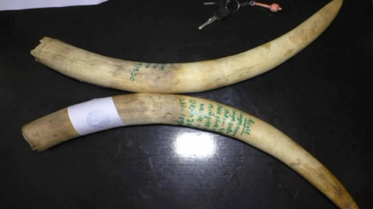 Sonepur Elephant Poaching Case: Two More Accused Arrested, Tusks Recovered
