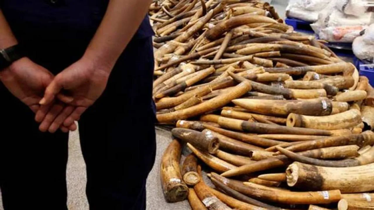 DRI seizes 16.962 kg elephant ivory in West Bengal