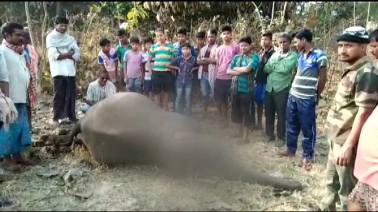 Carcass of elephant calf found in Athgarh