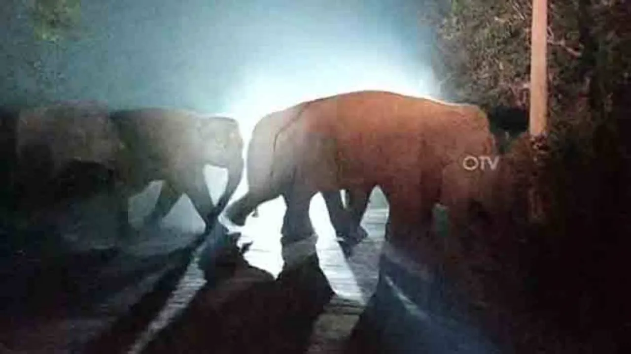 Elephant herd sparks panic in Nilagiri; forest officials on standby