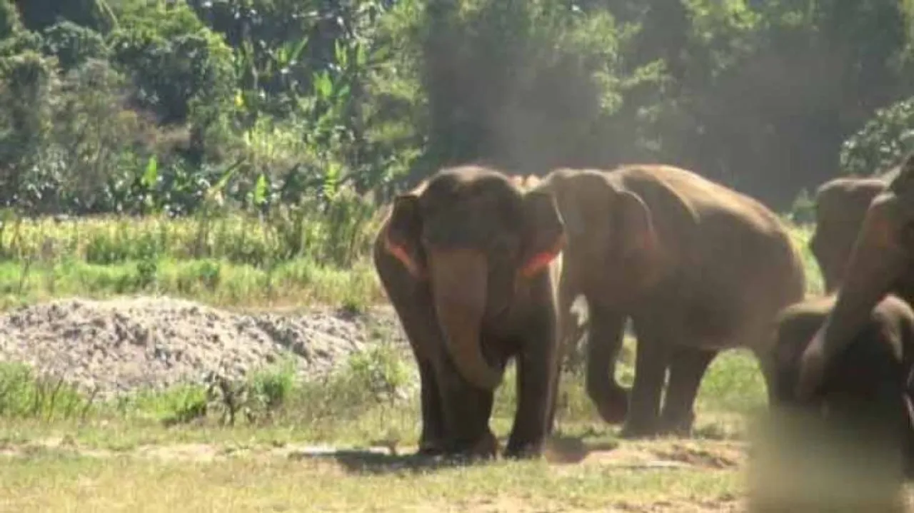 Odisha Plans Sanctuary To Protect Elephants