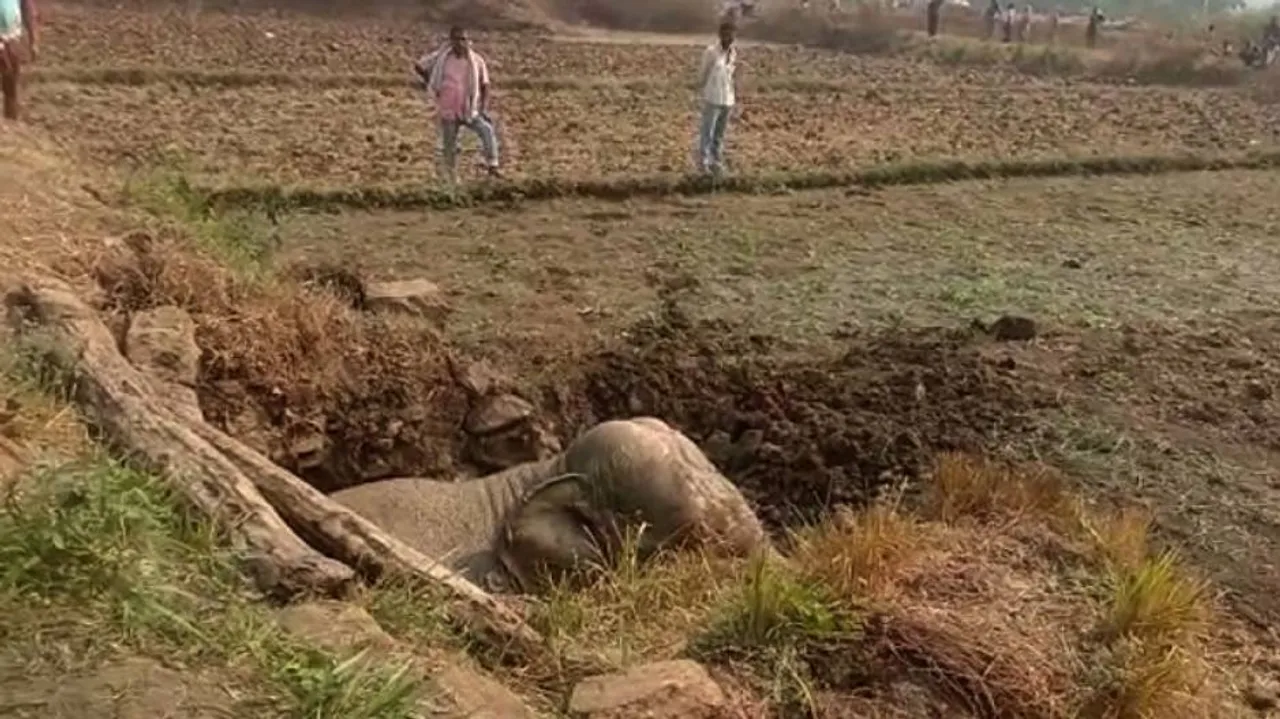 Rescue Of This Elephant Calf From Well Is Full Of Awe (WATCH VIDEO)