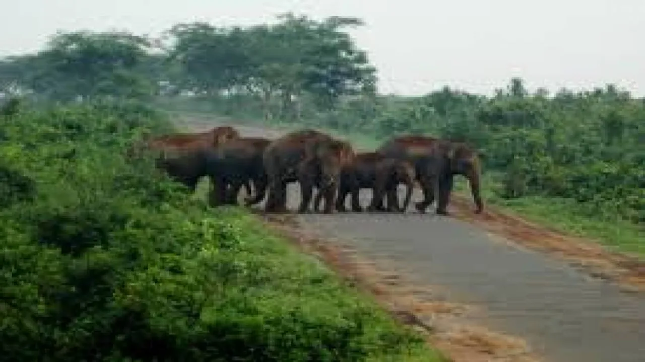 Wild elephants wreaking havoc in Koraput villages