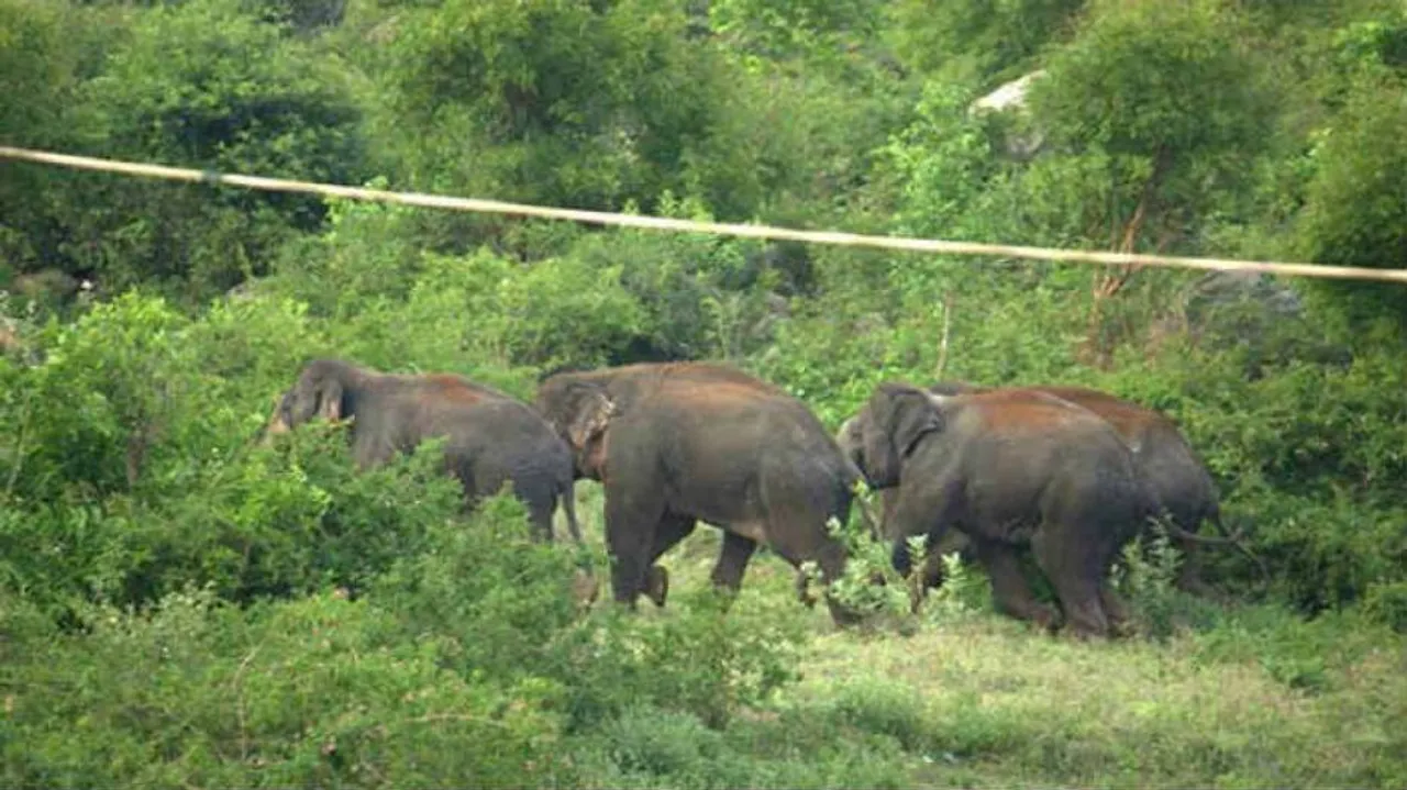 3 killed in elephant attacks today in Odisha