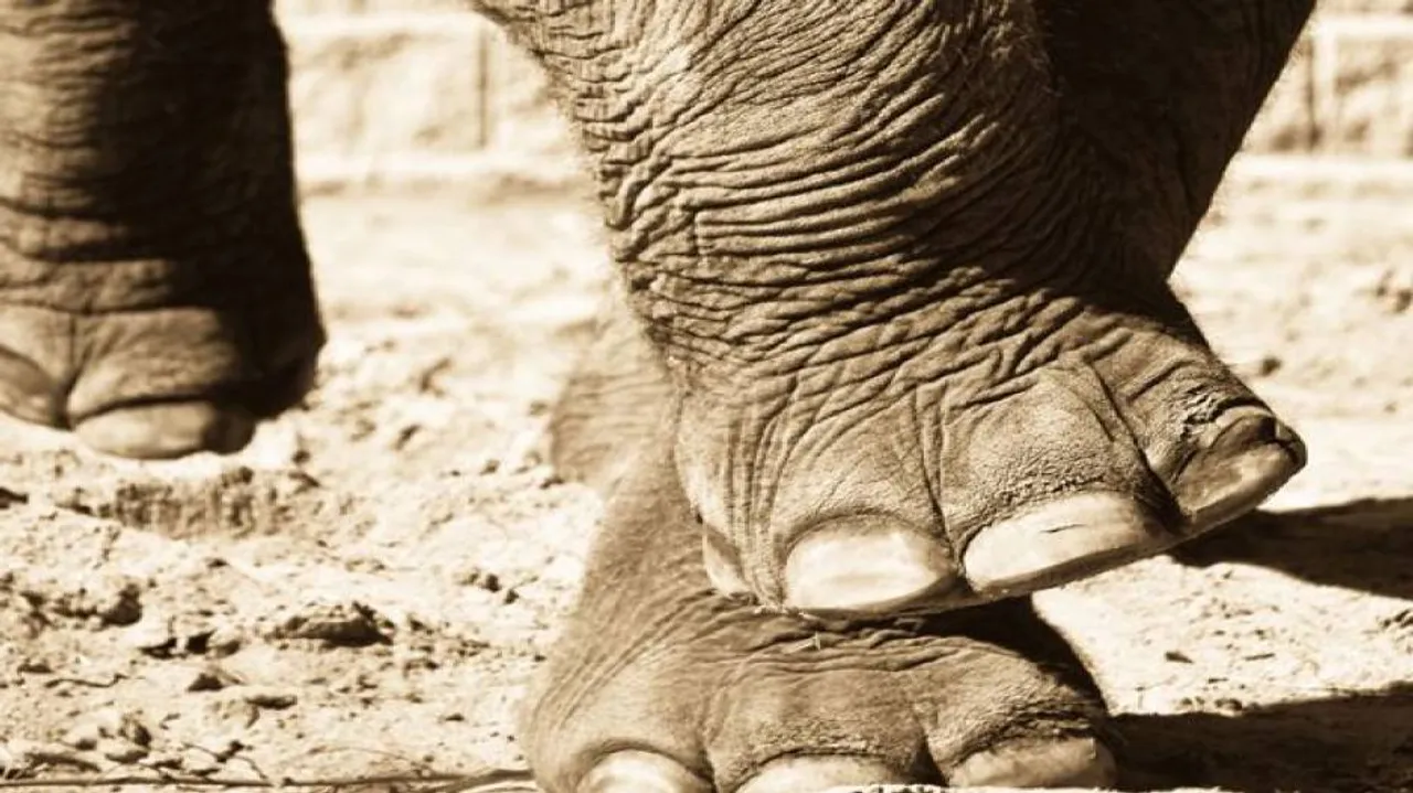 Baby elephant dies after falling into trench