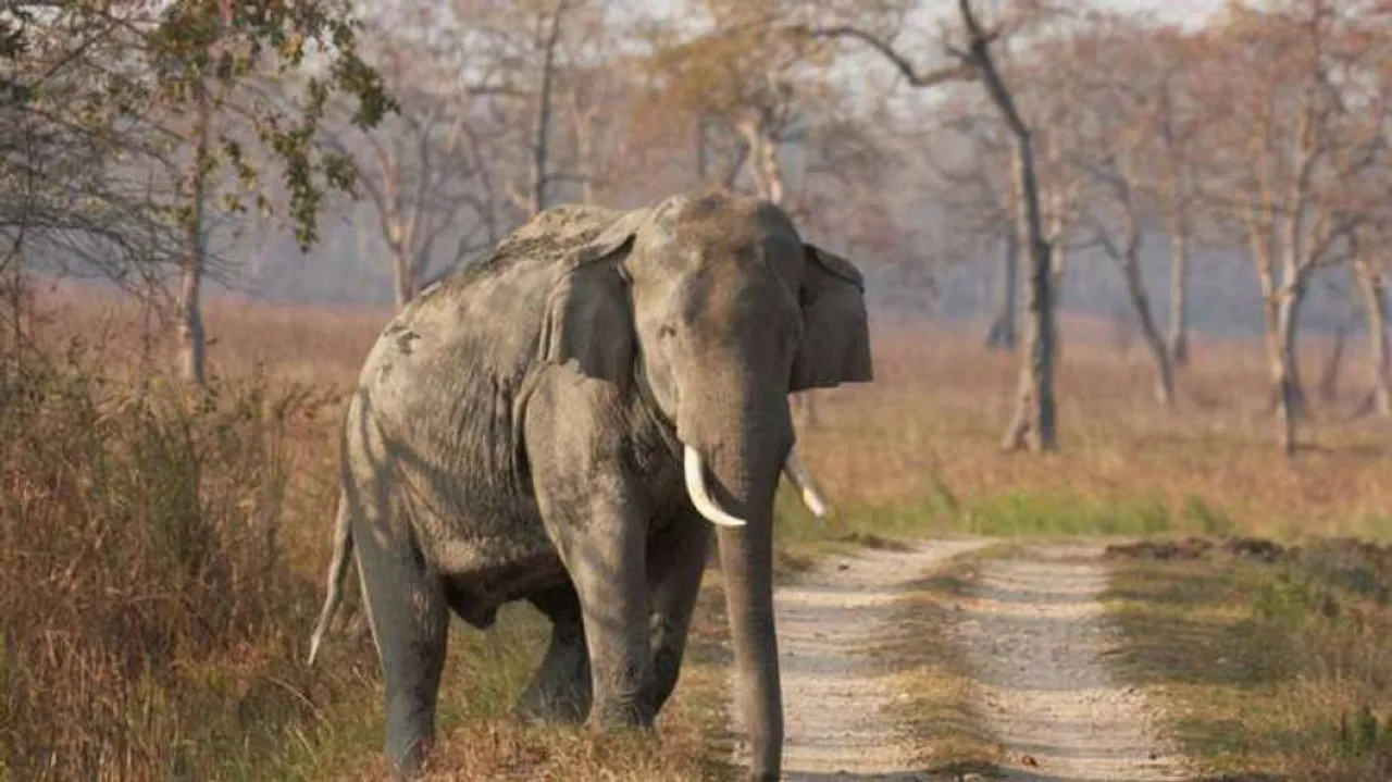 Jumbo tramples youth to death