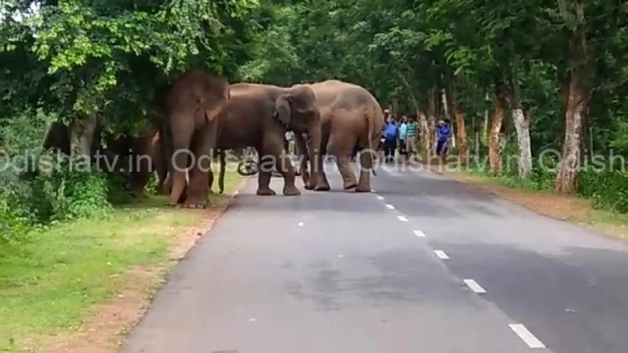 Jumbo herd halts traffic on Athgarh-Mundali road