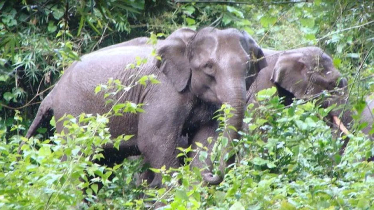 Man trampled to death by wild elephant in Dhenkanal