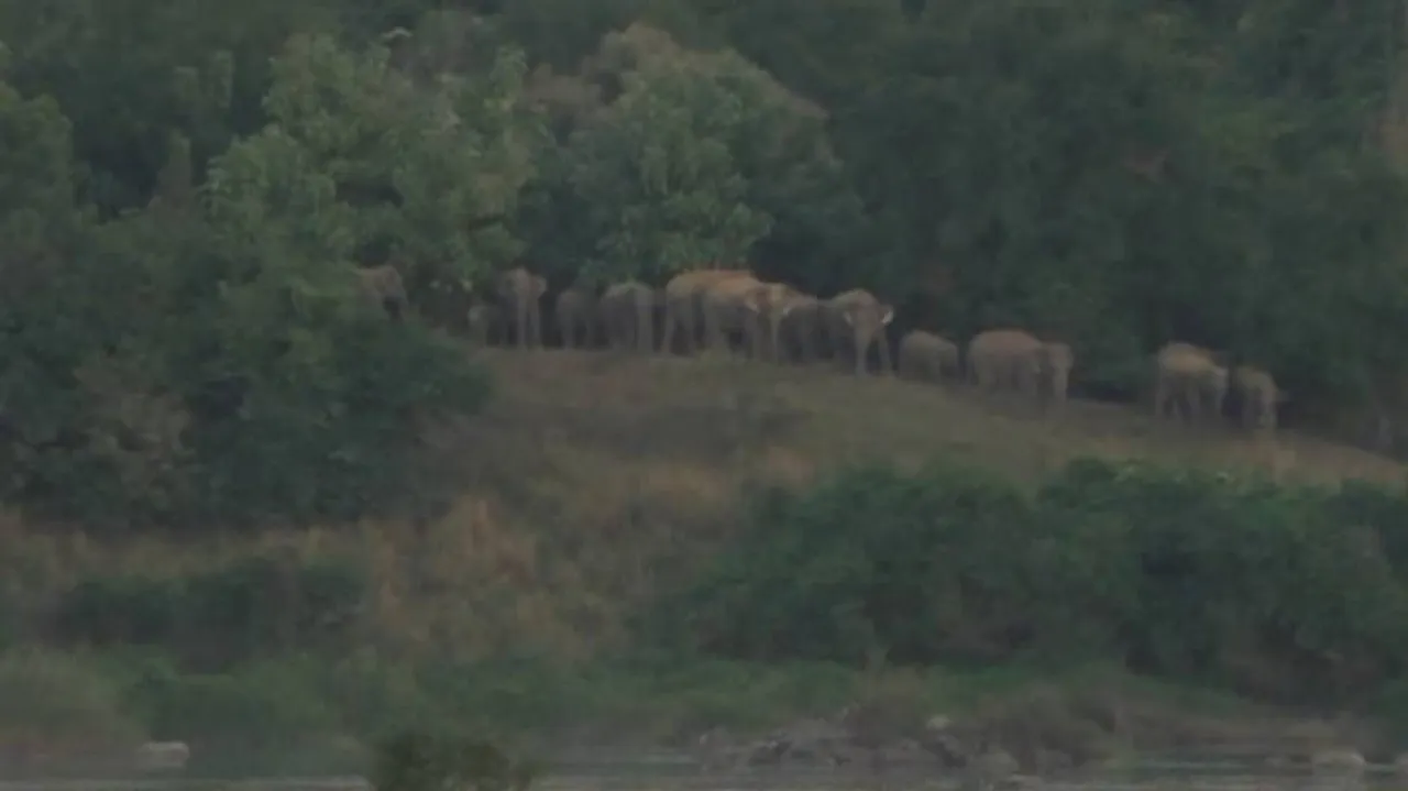 Sonepur: Herd Of 60 Elephants Wreaks Havoc, Locals In Panic