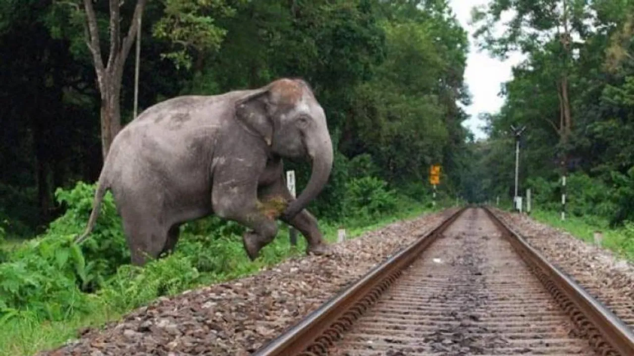 Column: An Elephantine Tragedy