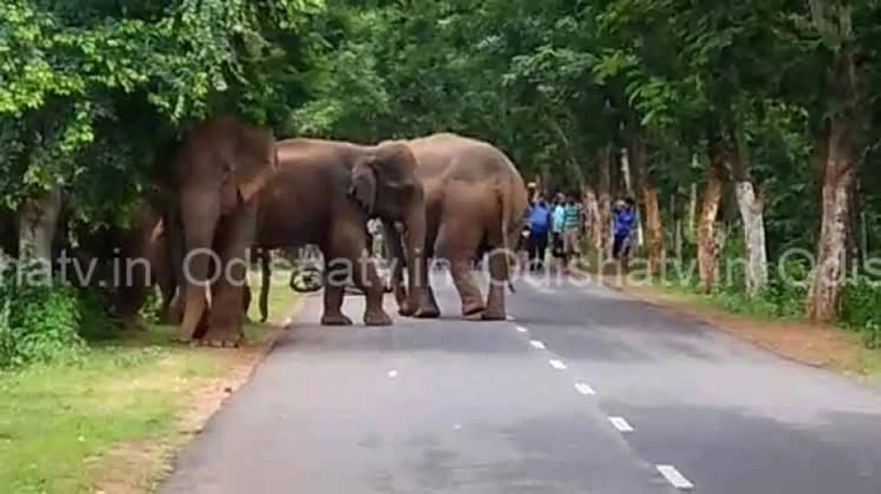 Op-Ed: Making People Stakeholders In Elephant Protection A Good Move