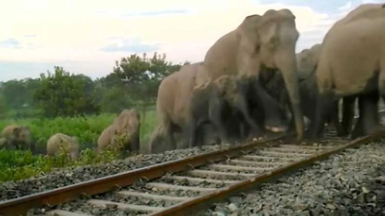 Elephant Deaths In Odisha: Rail, Power Infra Modification Works Behind Schedule