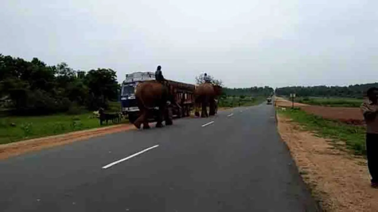 Tigress Sundari: Two trained elephants deployed in Satkosia