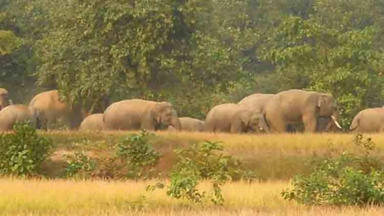 Panic grips Rajgangpur after elephant herd wreaks havoc