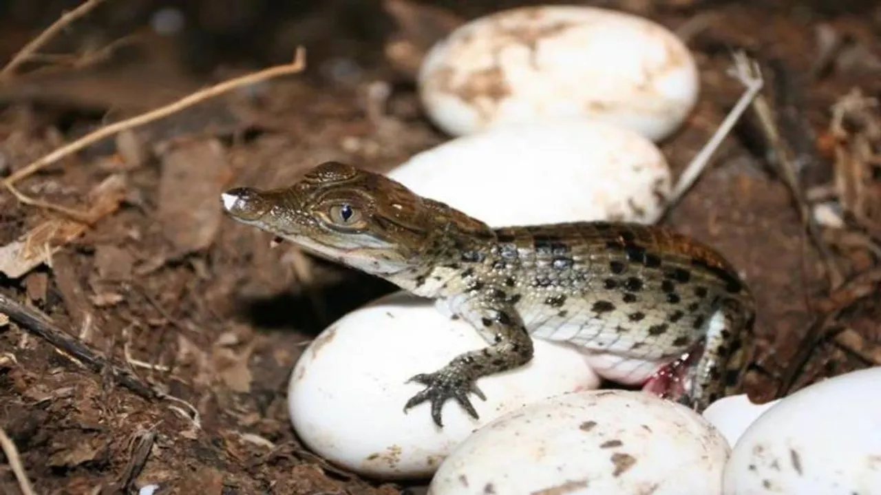 Newly hatched baby crocs - a visual treat in Bhitarkanika