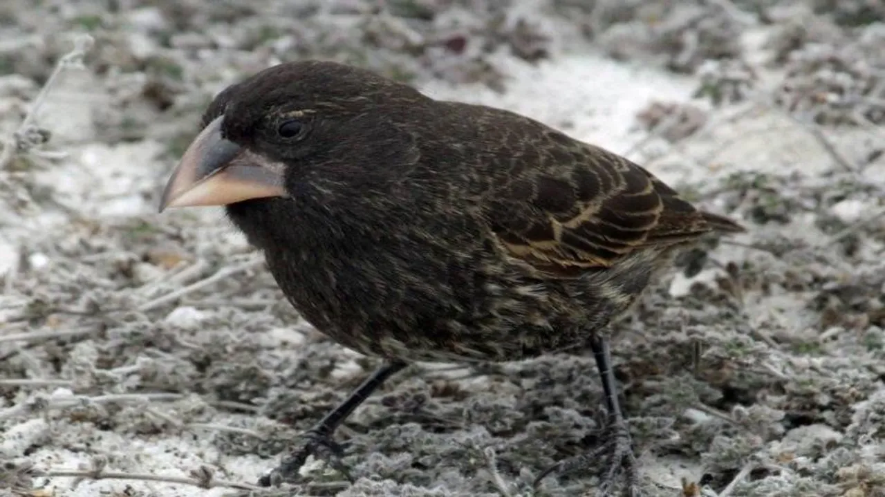New species can develop in just two generations: Study
