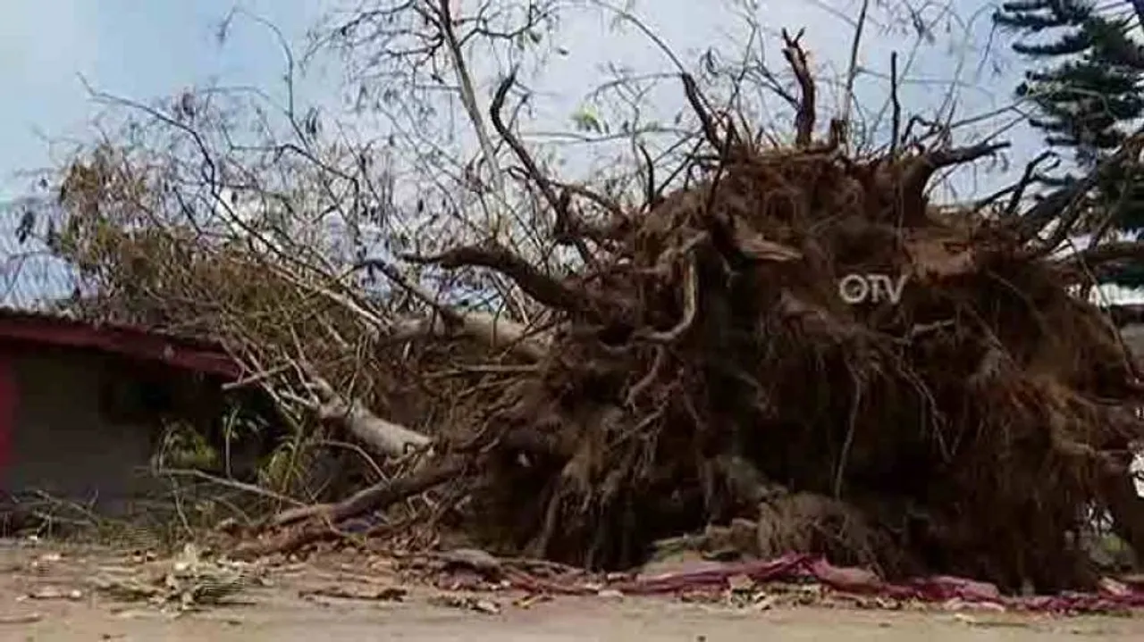 14 lakh trees in Odisha damaged by cyclone Fani