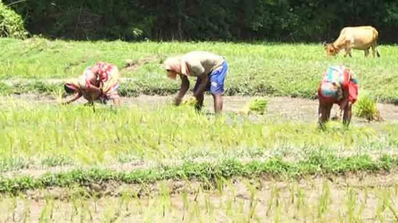 Farmers still await insurance money under PM crop insurance scheme