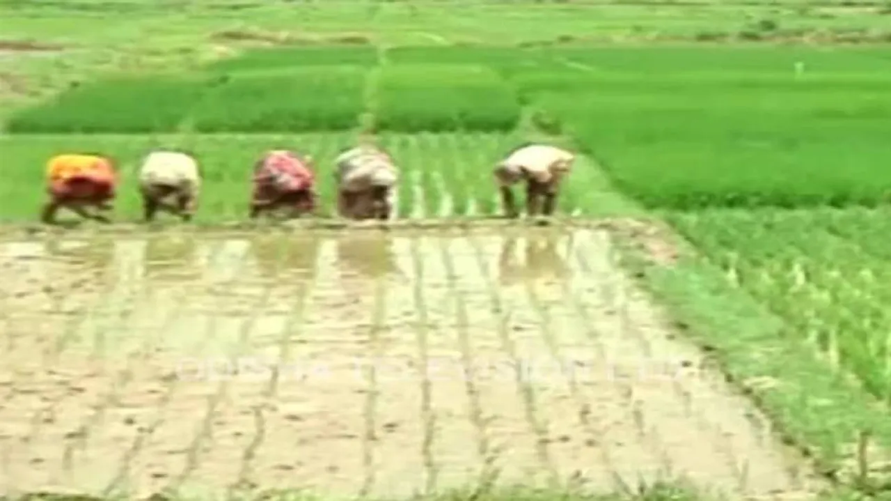Odisha Comes Up With Draft Legislation To Provide Land On Lease To Sharecroppers