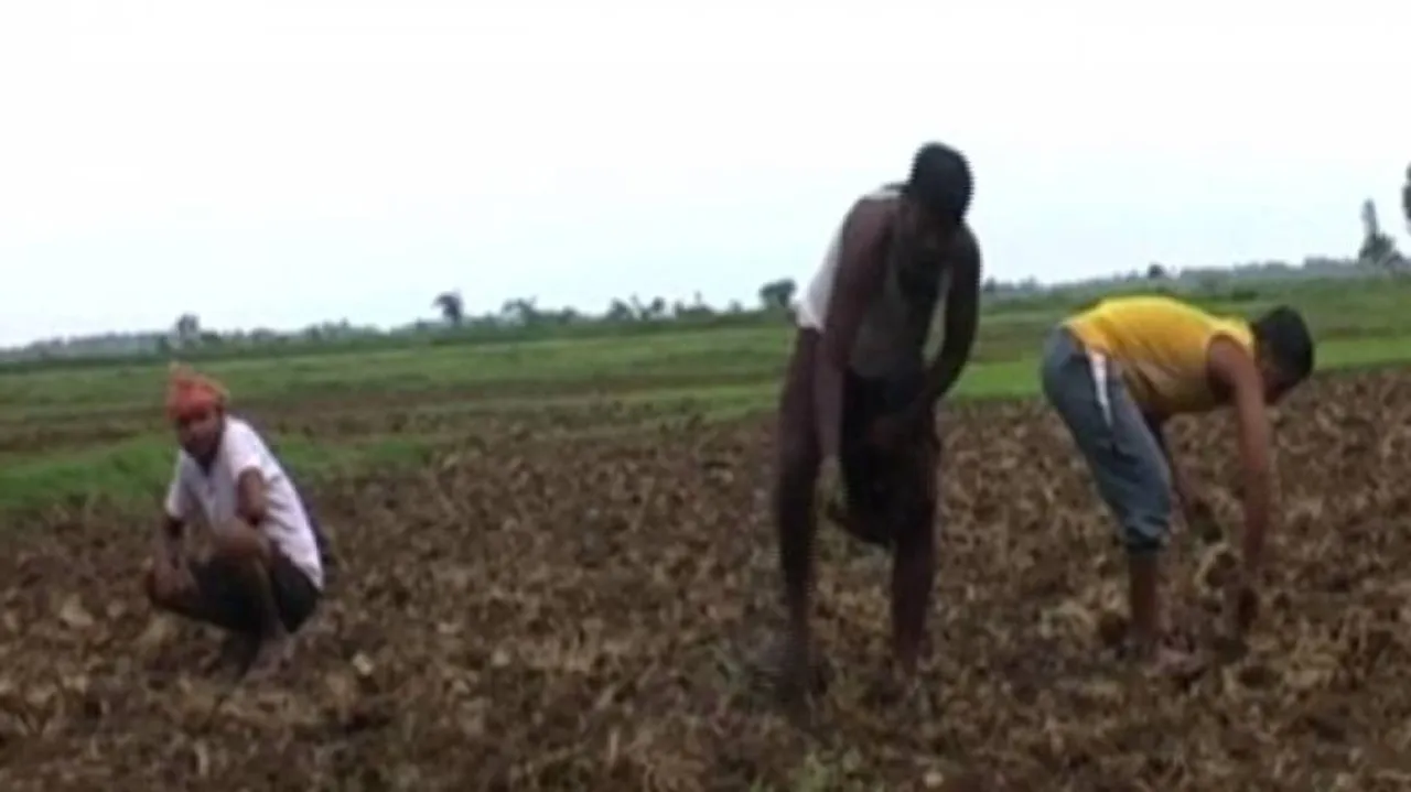 Odisha farmers staring at uncertainty over lack of seeds