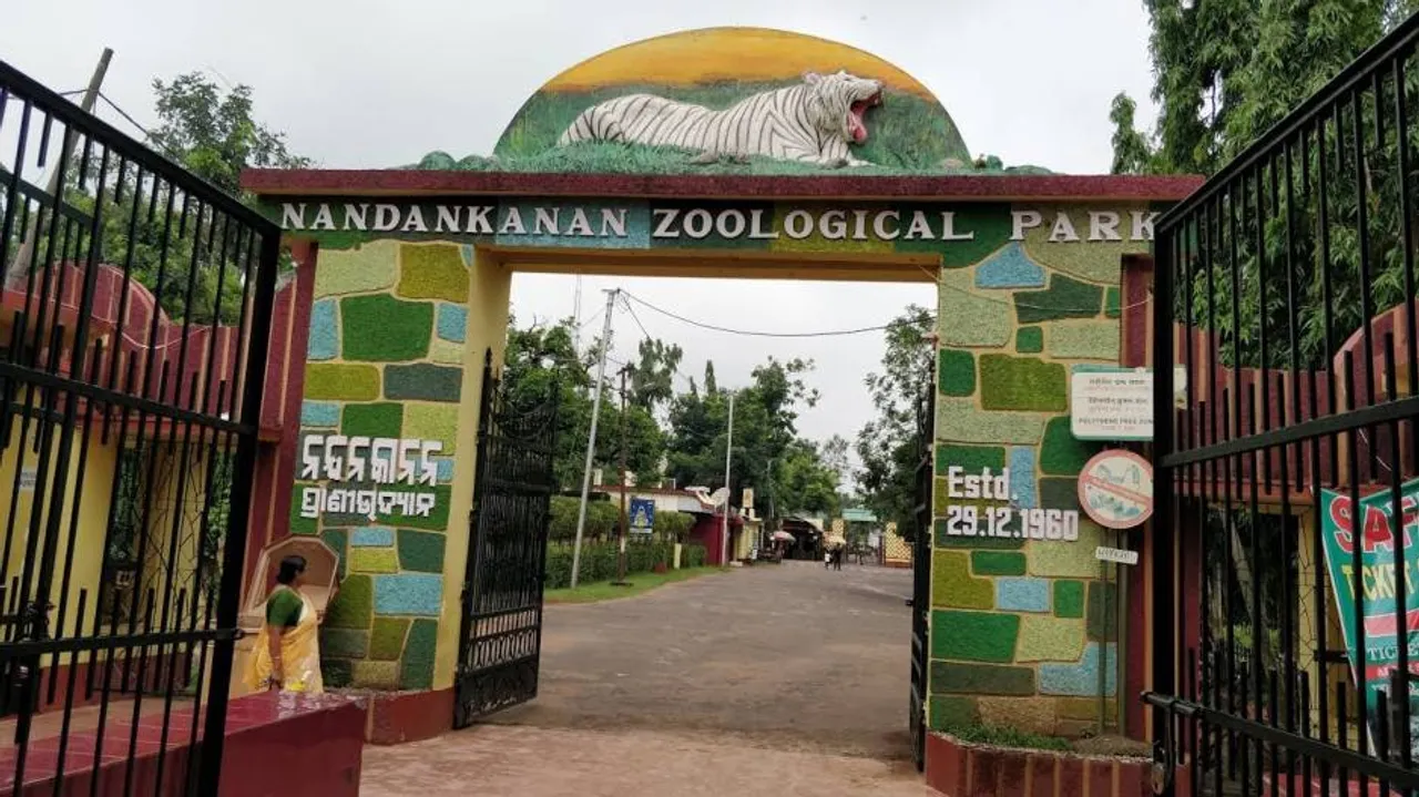 Bhubaneswar: Two Tiger Cubs Taken Unwell In Nandankanan