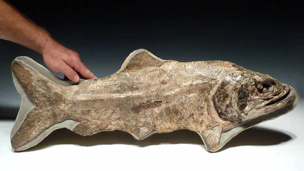 3-D printed fish fossil may reveal origin of human teeth