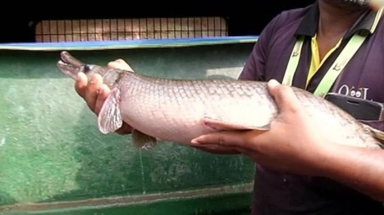 Ancient Rare fossil Alligator fish found in Bhubaneswar