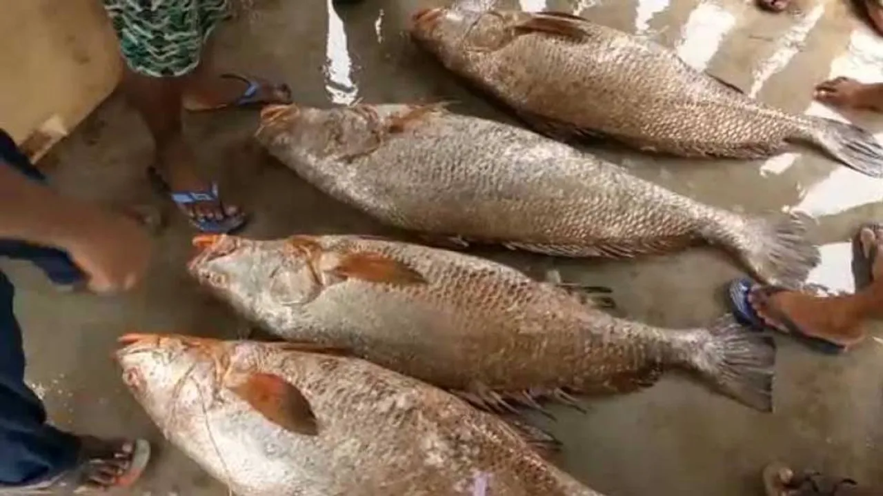 Prized catch for Odisha fishermen! Rare fish sold for Rs 1.80 lakh
