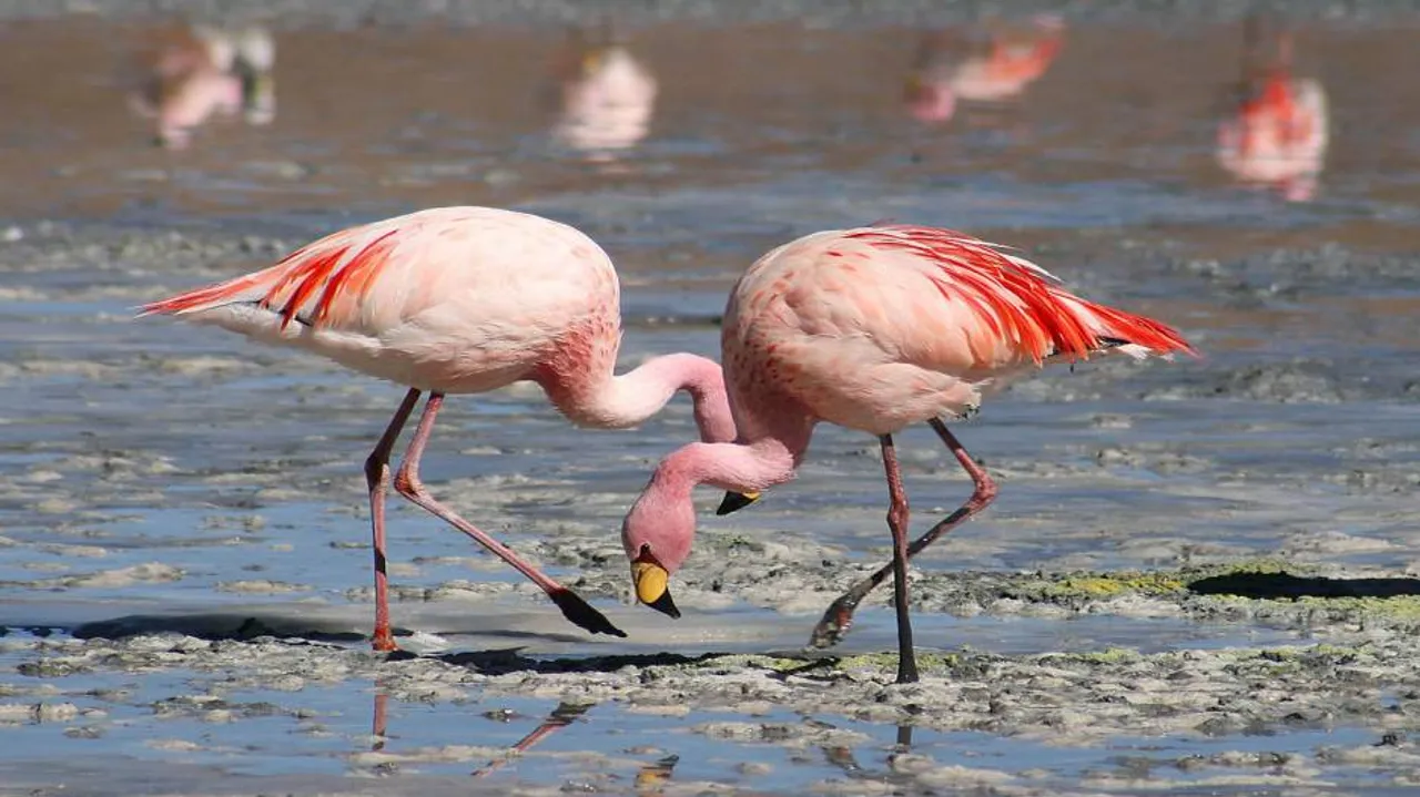 Despite missing chill, Flamingos arrive early at Chilika