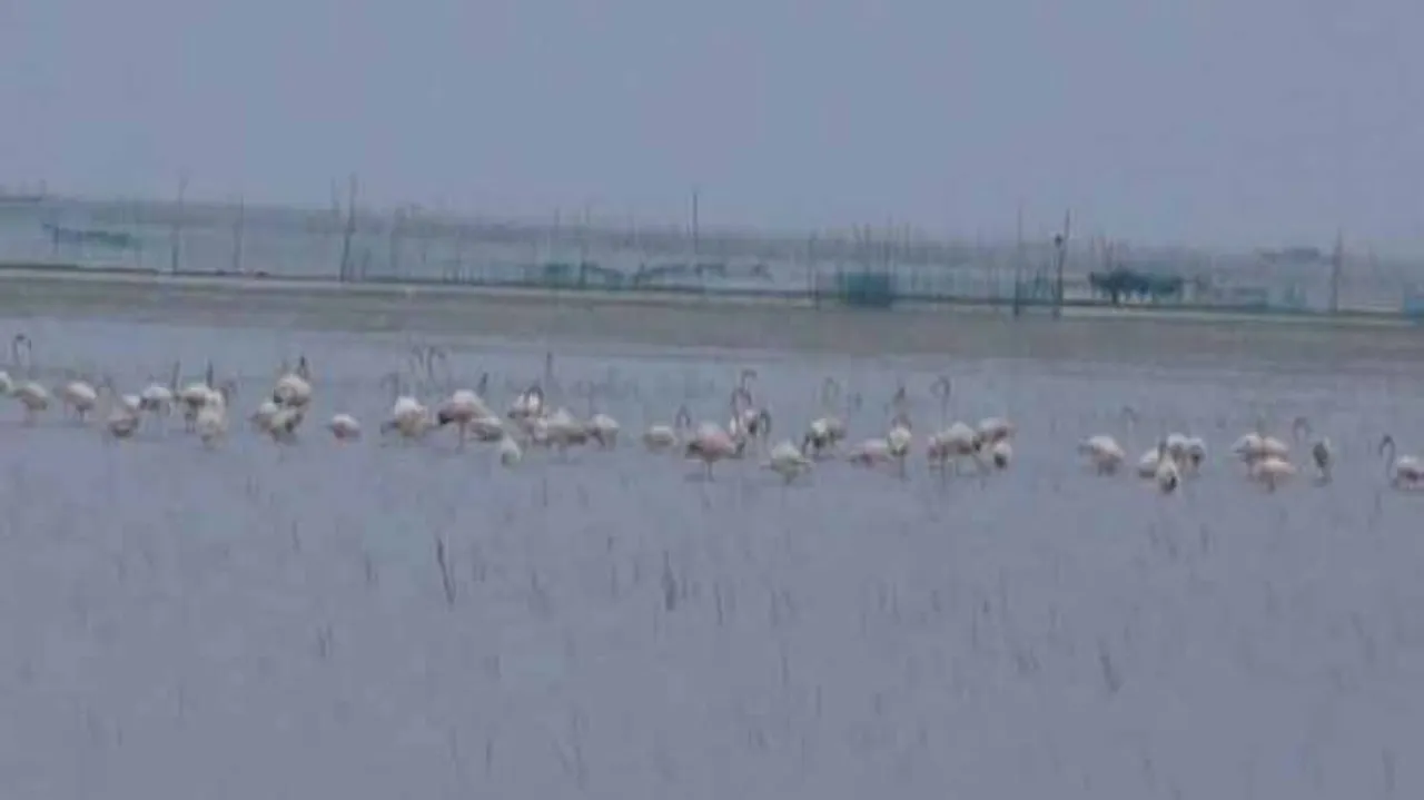 Migratory Birds Flock To Chilika As Winter Sets In