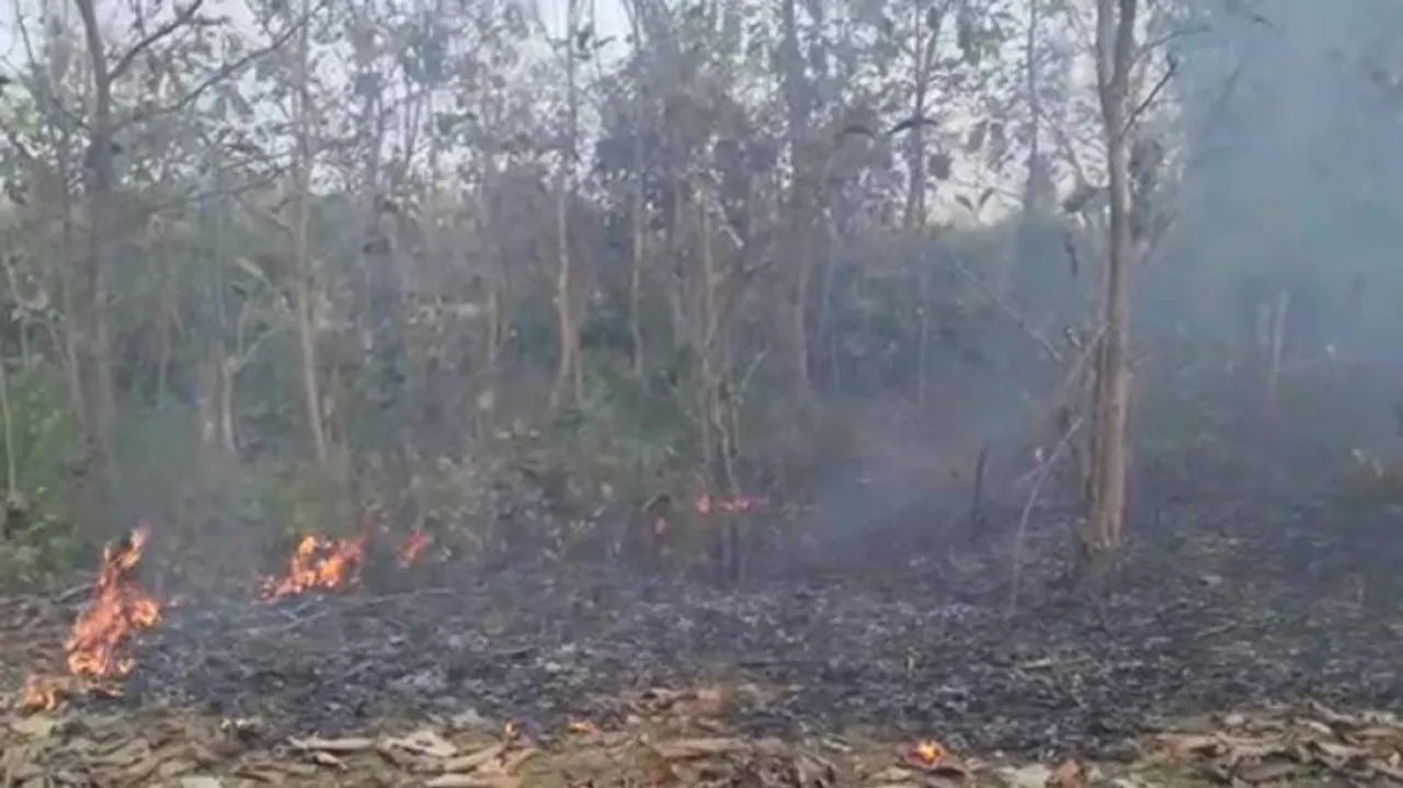 Miscreants set fire to Banigochha forest in Nayagarh