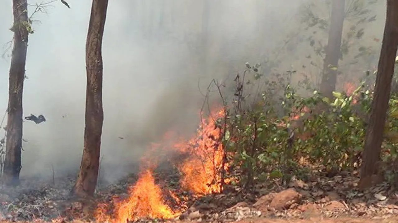 Odisha Forest Fire: Similipal Tiger Reserve Burns As Fire Devours One Third Of The Park