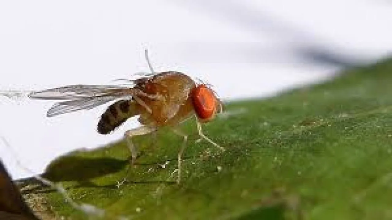 Fruit flies may help detect cancer