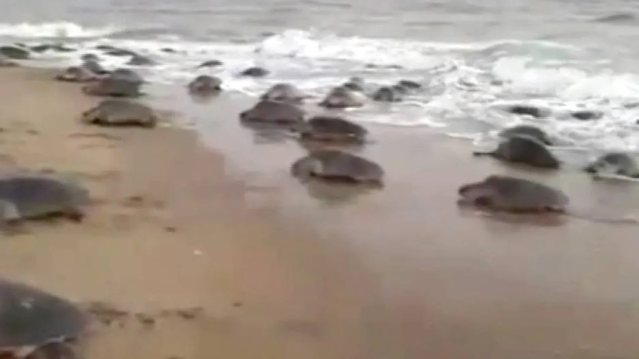 Gahirmatha In Odisha Becoming Graveyard For Olive Ridley Sea Turtles