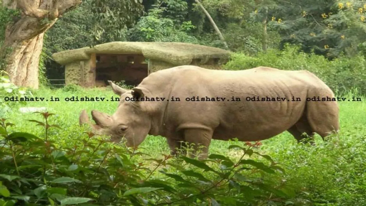 Lone rhino at Nandankanan zoo dies