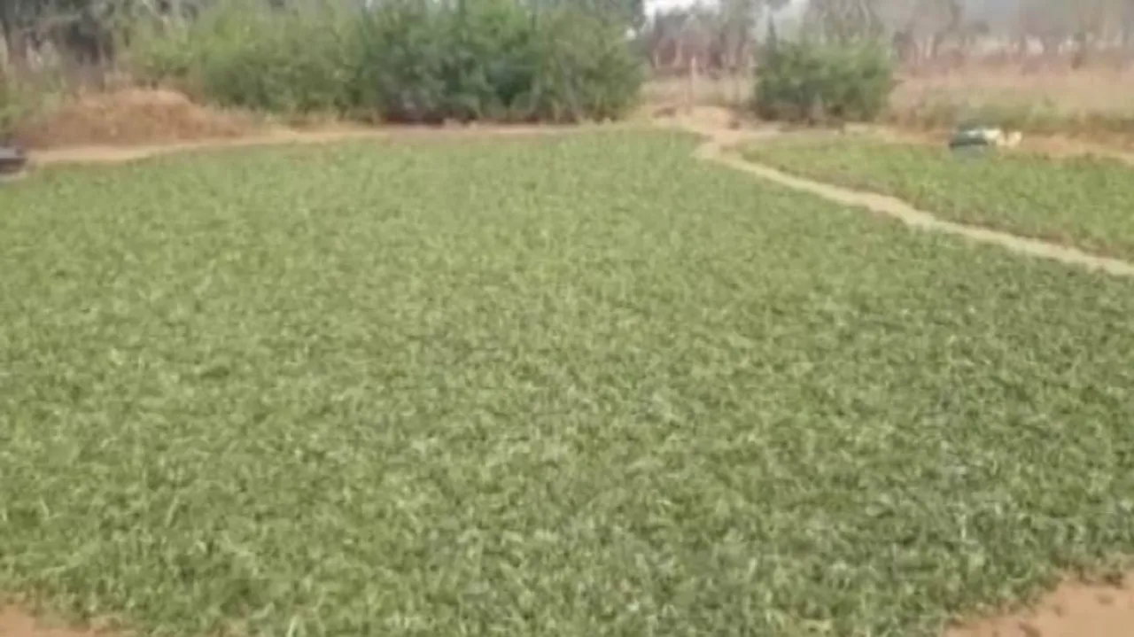 ‘Swabhiman Anchal’ of Malkangiri turns safe haven for ganja farming