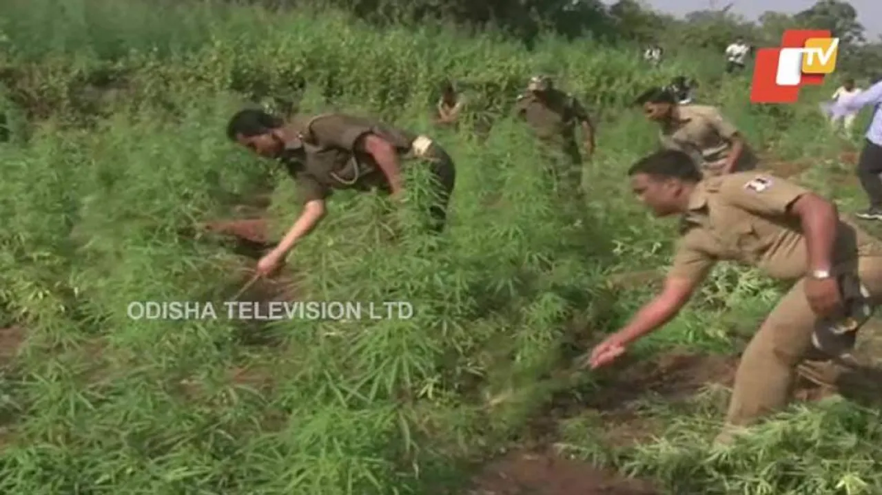 Ganja plantation worth Rs 2 crore destroyed in Malkangiri
