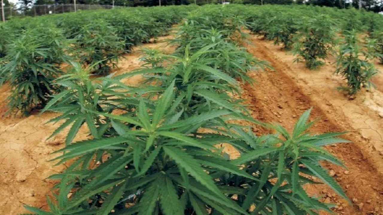 145 kg ganja seized in Malkangiri