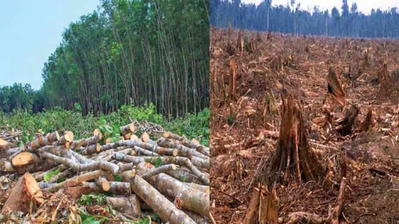This 'T' missing in Naveen's 5T? Odisha lost massive 6.5 L Trees in last 3-yrs