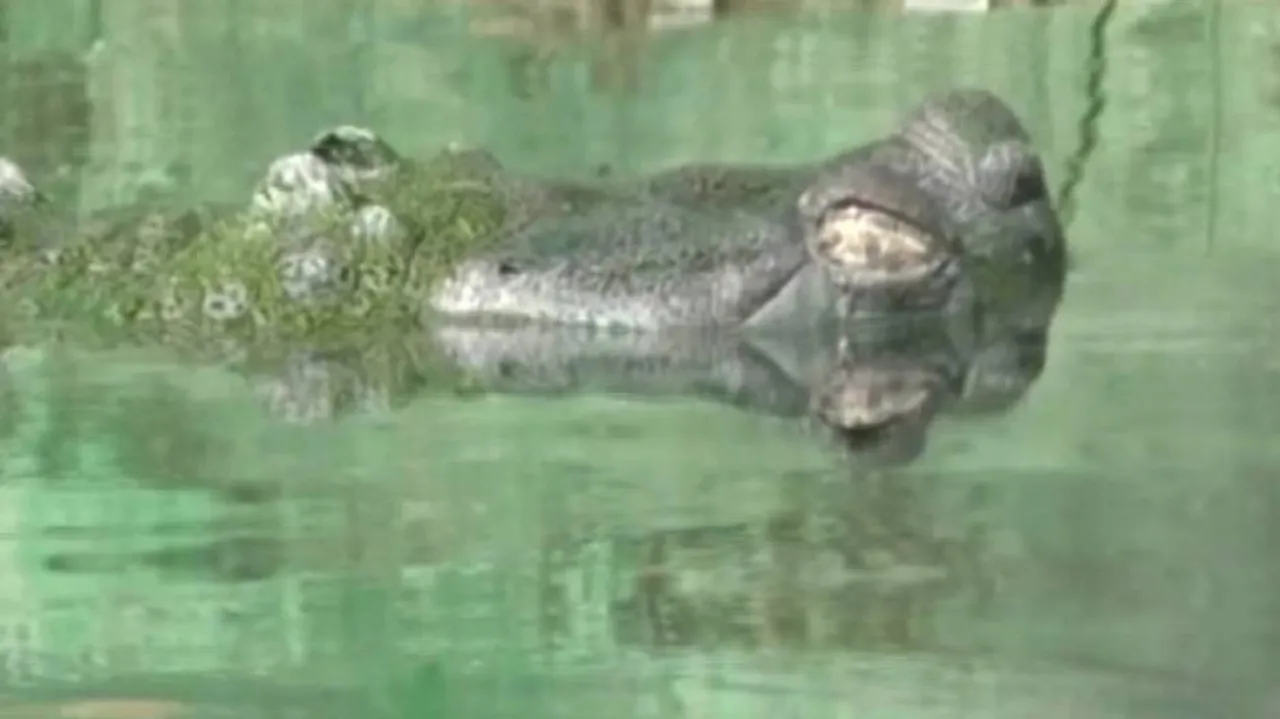Gharial population drops in Satkosia, forest dept on toes to save species from extinction