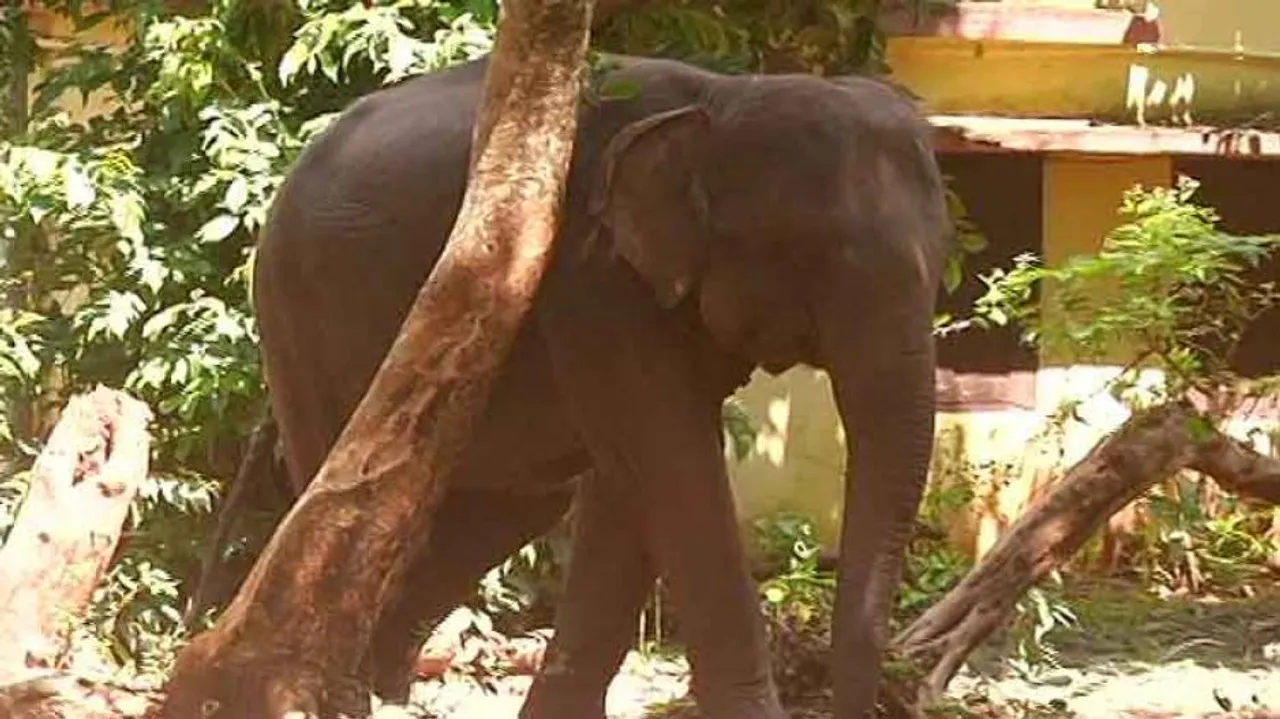 Odisha elephants face herpes threat, another infected elephant isolated in Nandankanan