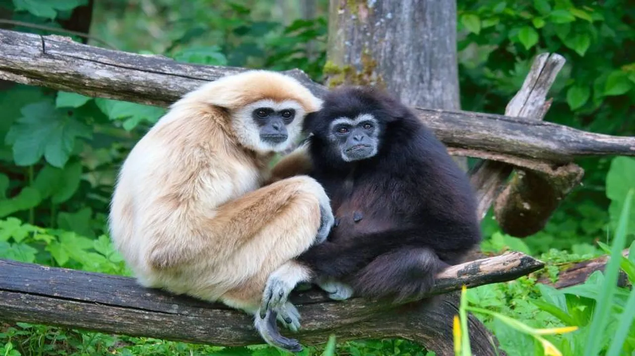 Last ancestor of humans small like gibbons: Study