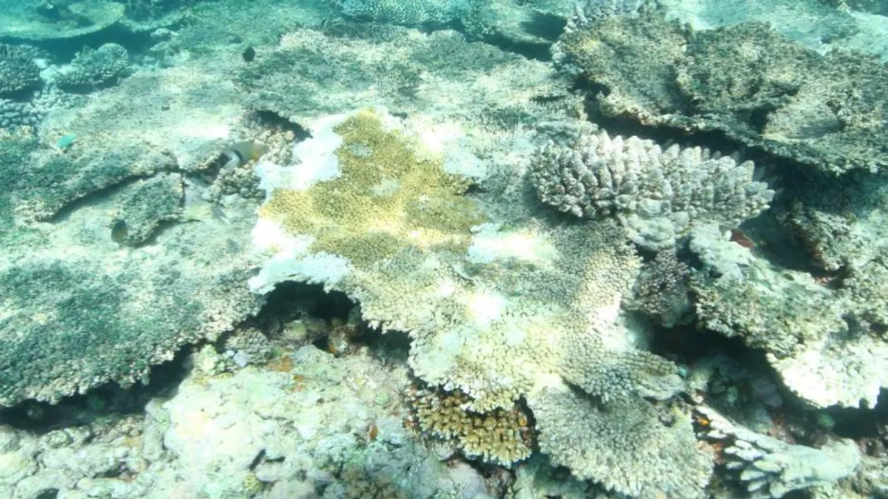 Australia's Great Barrier Reef coral bleaching worsens