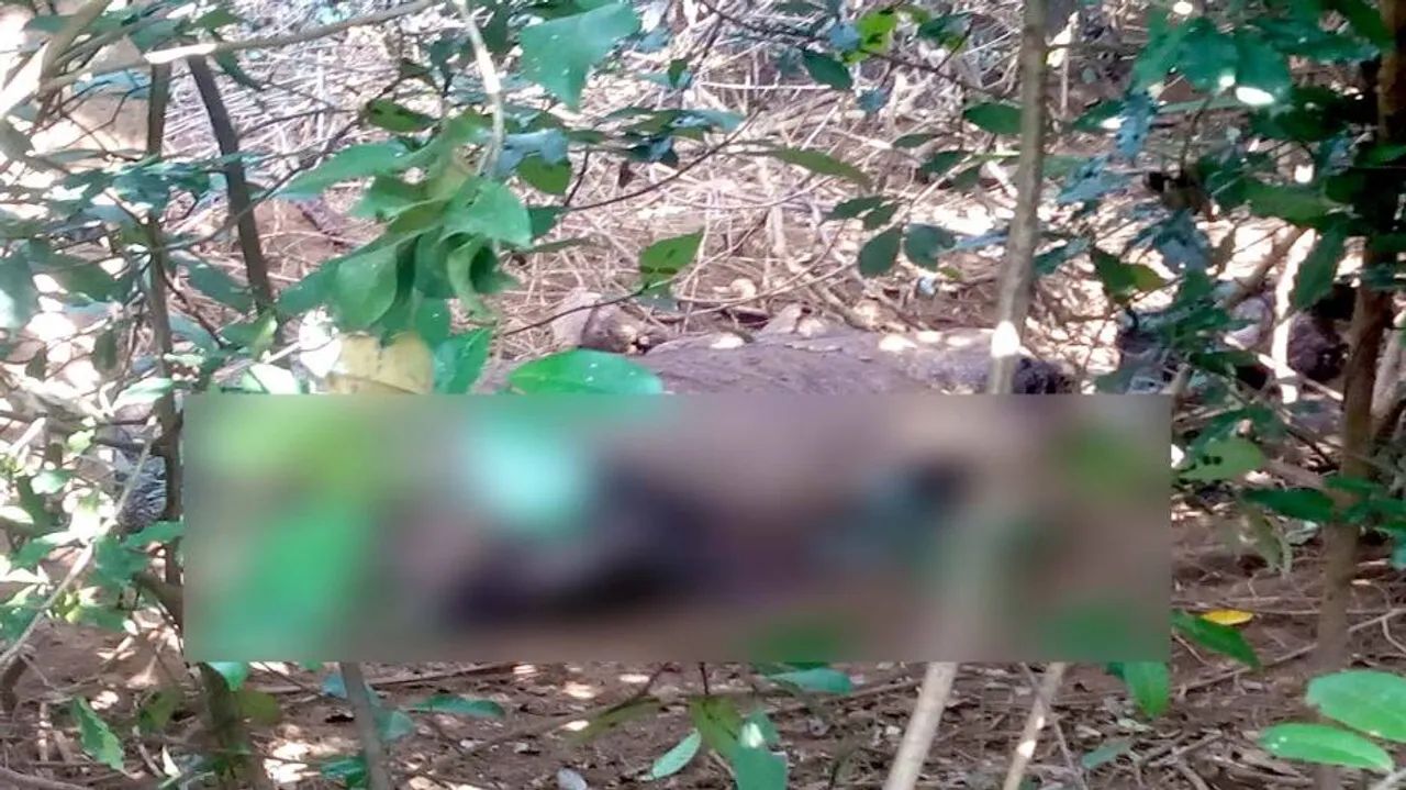 Elephant carcass found in Khurda