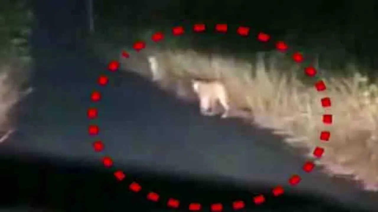 Leopard spotted on road in Titlagarh