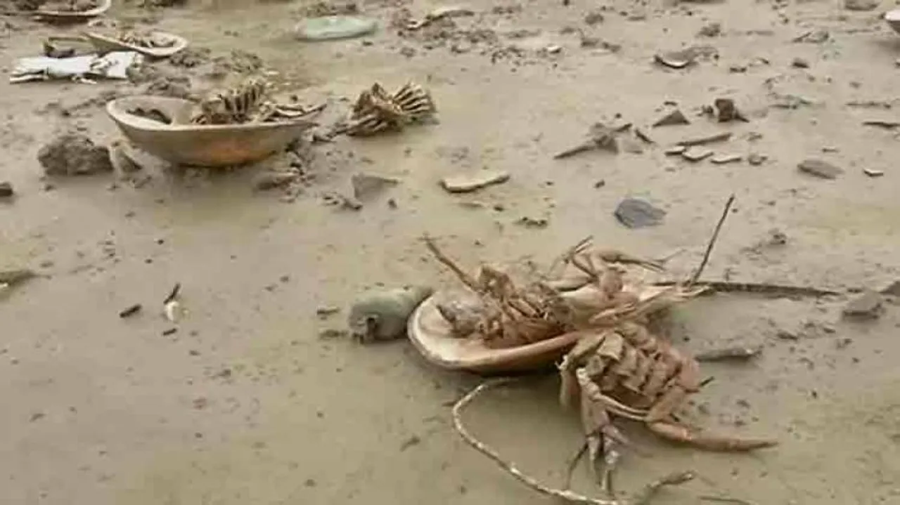Blue blood crab in danger of being wiped out from Balasore shores