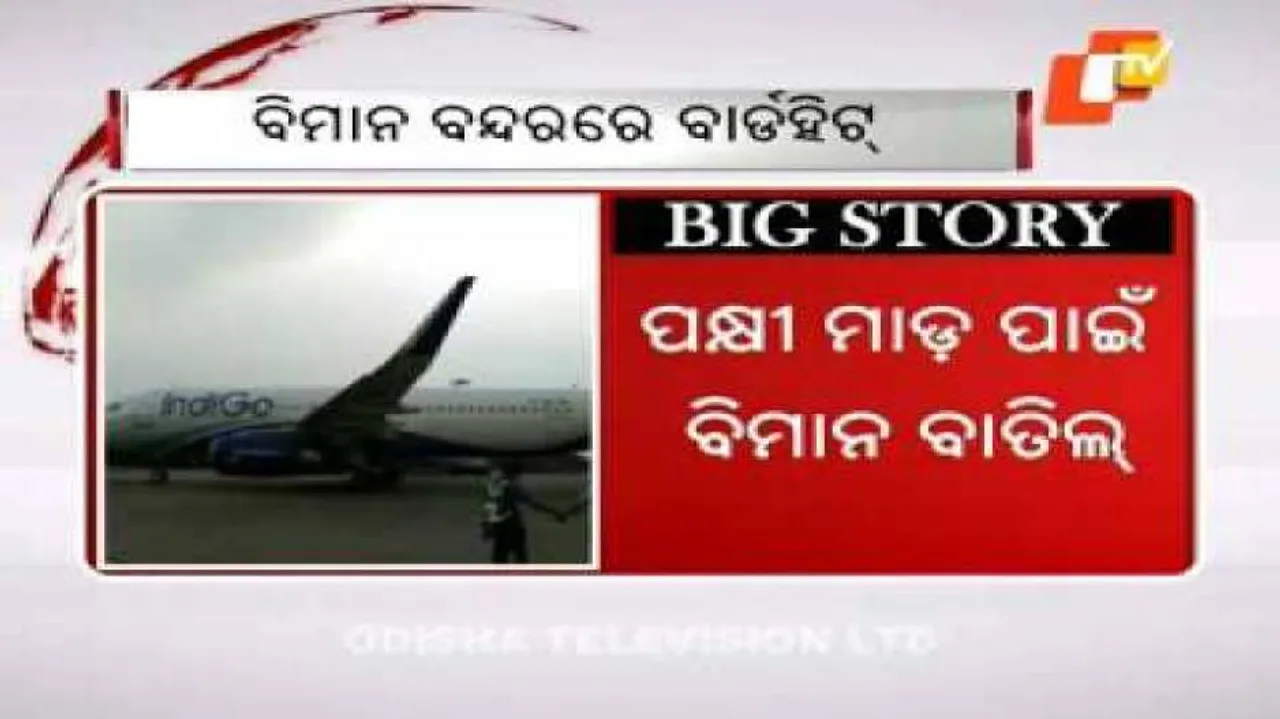 Mumbai bound IndiGo flight grounded after bird hit