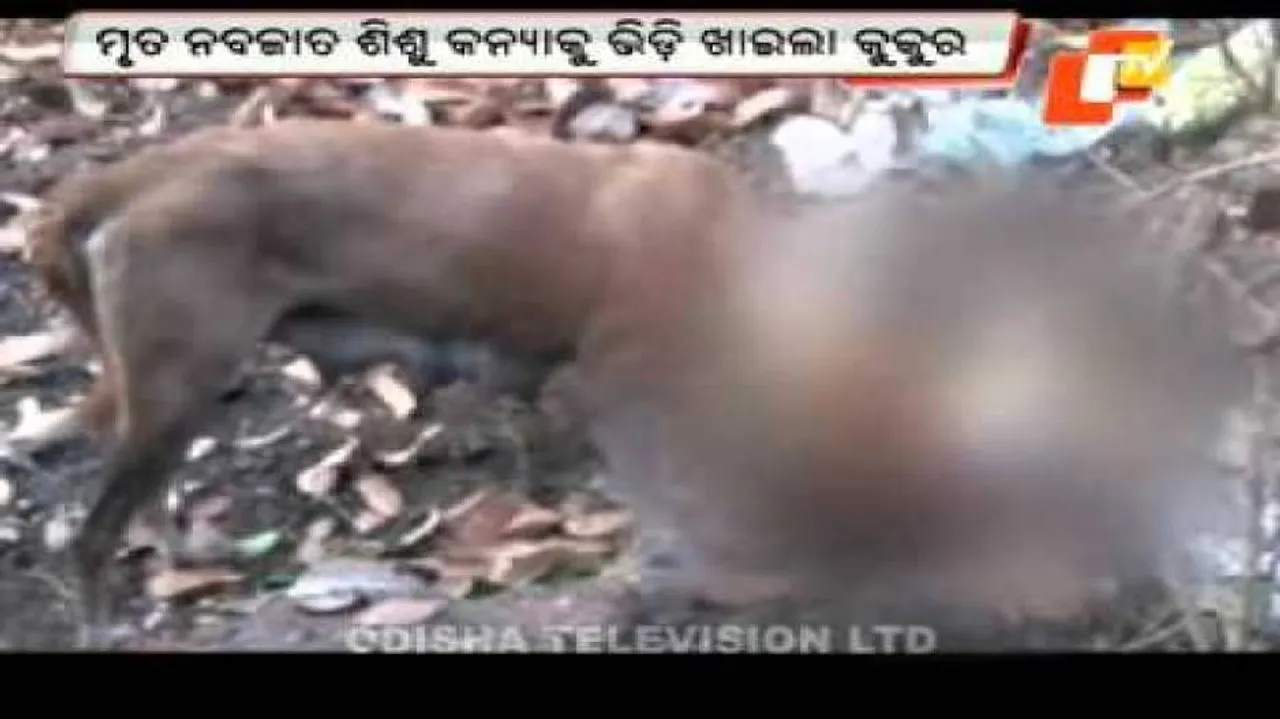 Dog eats body of infant inside Dhenkanal hospital