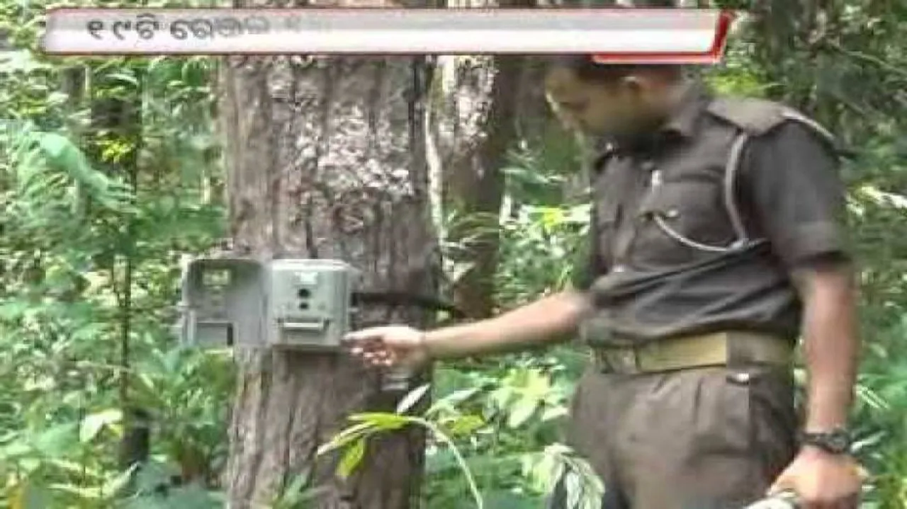 Fresh tiger census in Similipal from today